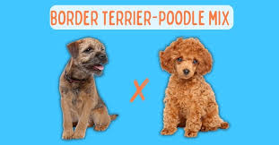 border terrier poodle mix ultimate