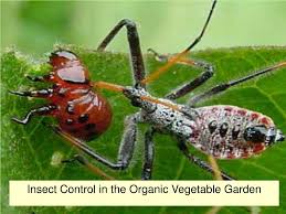 insect control in the organic vegetable
