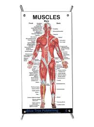 / this is a table of skeletal muscles of the human anatomy. Muscles Male Mini Poster For Physical Fitness Working Out Muscular System Anatomical Chart Buy Online In Mongolia At Mongolia Desertcart Com Productid 44162436