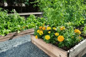 Plant With Vegetables In Your Garden
