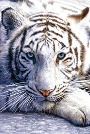 Naydenov is ordered to find and destroy the white tiger. Amazon Com Pyramid America White Tiger Albino Siberian Wild Animal Big Cat Face Portrait Photo Cool Wall Decor Art Print Poster 24x36 Posters Prints