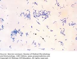 Gram Positive Rods Review Of Medical Microbiology And