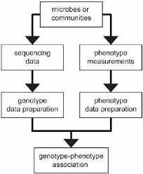 Flow Diagram For Genotype Phenotype Association Analysis