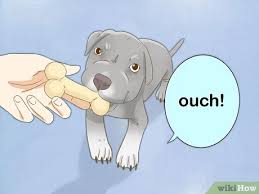 Home trained with parents, local experienced breeder 3 Ways To Take Care Of A Pitbull Puppy Wikihow