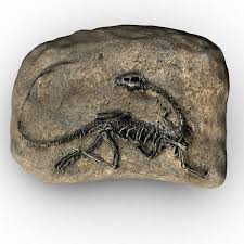 Image result for fossil
