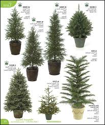 small evergreen trees for pots
