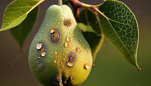 pear tree diseases background image