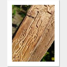 Damaged Wood Plank Wood Texture
