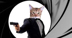 Как ЦРУ хотели сделать из кошек шпионов