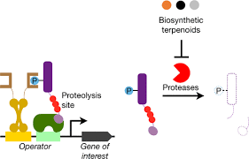 Biosynthetic Protease Inhibitors