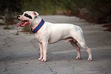 A cross between an american staffordshire and an american pit bull. Staffordshire Bull Terrier Wikipedia