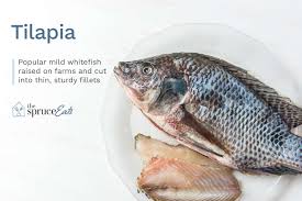 what is tilapia