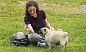 If it remains free of serious. How To Feed My Pug What And How Often Pug Insider Pug Tips And Practical Information