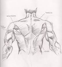 Back muscles reference | male. Anatomy Back Muscles Human Anatomy Back Muscles Reference Human Body Sketch Anatomy Human Anatomy Humanoid Sketch