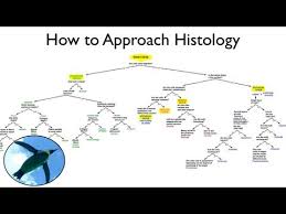 Help With Histology Youtube