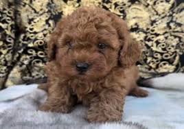 poodle puppy taken from seller at