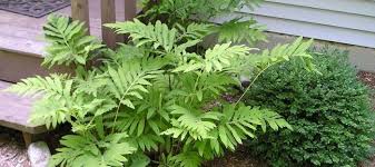 Sensitive Ferns Are A Great Choice For