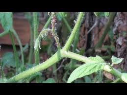 Identifying Aphids On Tomato Plant 3