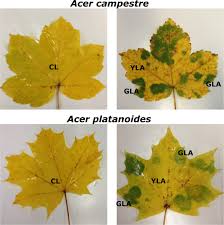 fungal endophyte communities in leaves