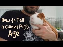 How To Tell A Guinea Pigs Age Youtube