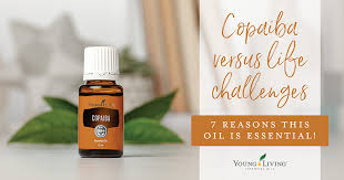 copaiba 7 reasons this oil is