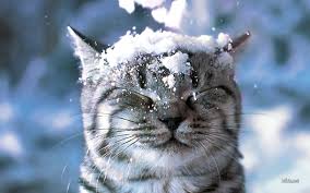 Image result for fun in the snow