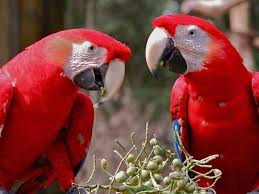 macaw parrot hd wallpaper for laptop