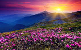free purple flowers sunset