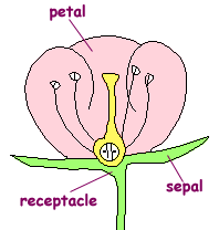 Parts of the flower include petals, sepals, one or more carpels (the female reproductive organs), and stamens (the male reproductive organs). Great Plant Escape Flower Parts