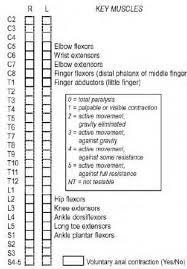 Spinal Cord Injury Levels Classification Travis Roy