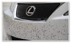 how to get rid of bugs in your car