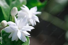 close up of jasmine flower beautiful