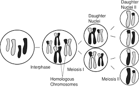what is meiosis biology review video