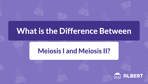meiosis i and meiosis ii what is their