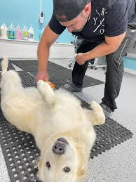 Once the silicone is dry, caulk the channel into place so that it sheds water. The Muddy Paw Grooming Spa Self Service Dog Wash Llc Home Facebook