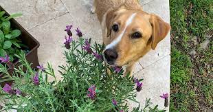 Dog Friendly Flowers And Plants