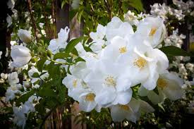 white rose varieties for the garden