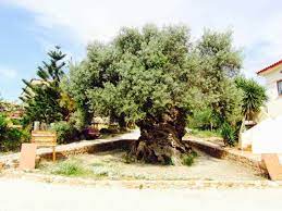oldest olive tree in the world elia vouvon
