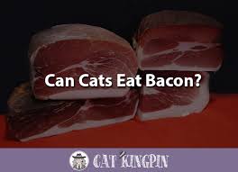 While cats can enjoy a diet proportionately higher in saturated fats without any negative effects such as heart disease, access to. Can Cats Eat Bacon Cat Kingpin