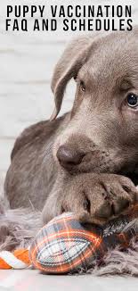 Puppy Vaccination Frequently Asked Questions And Schedules