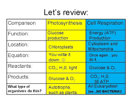 photosynthesis and cell respiration a