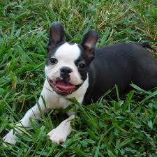 Maybe you would like to learn more about one of these? 4 Best Boston Terrier Breeders In North Carolina 2021 We Love Doodles