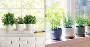 How To Make A Windowsill Herb Garden