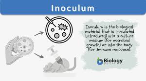 inoculum definition and exles