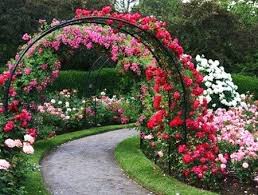 I Promised You A Rose Garden Other