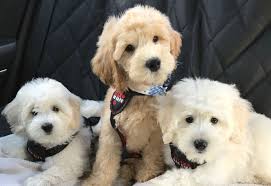 goldendoodle puppies by moss creek