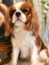 Our cavalier king charles spaniel puppies. Woodland Cavaliers Cavalier Puppies In Southern California