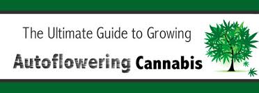 The Ultimate Guide To Growing Autoflowering Cannabis Dope