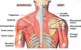Shoulder pain is a common complaint. A Better Understanding Of Shoulder Health Girls Gone Strong Muscle Anatomy Shoulder Anatomy Human Body Anatomy