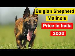 belgian shepherd malanois in